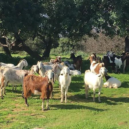 Amalia Panorama House