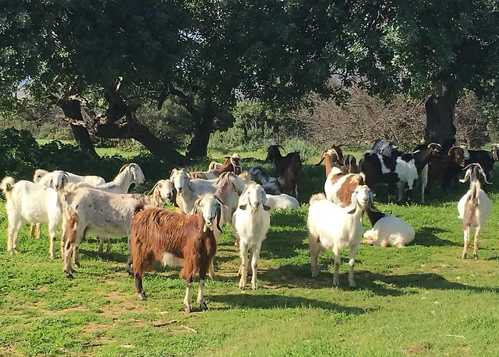 Amalia Panorama House